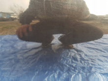 Load image into Gallery viewer, Tür Mercedes-Benz W212 C197 Hinten Links Door Porta Porte