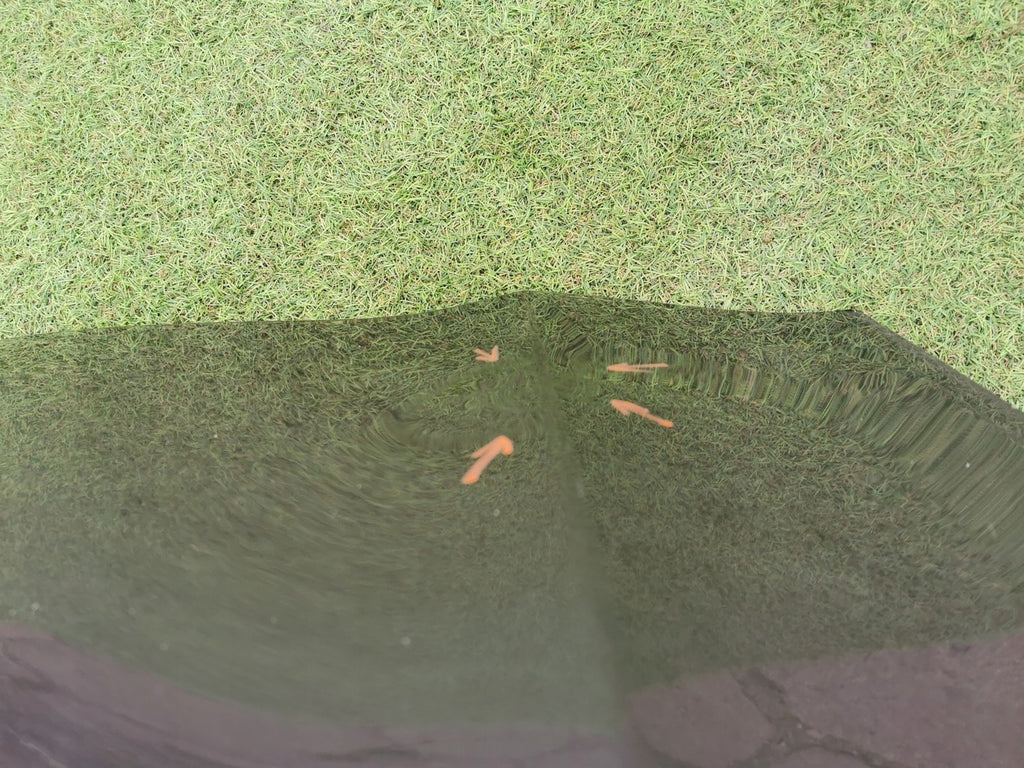 Tür Mercedes-Benz W247 X247 A2477221300 A2477229301 Vorne Links Zum Streichen